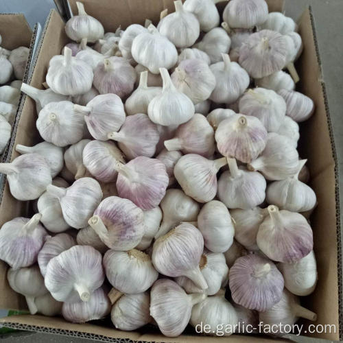 GARLIC TOP QUALITY GROSSHANDEL GARLIC